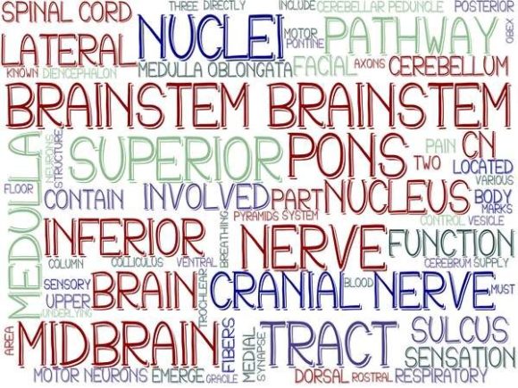Brainstem Wordcloud Banner: A Versatile Design Asset for Visual Communication